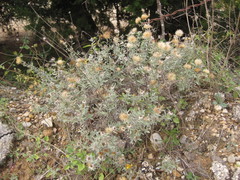 Heterotheca canescens