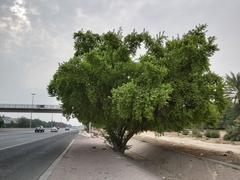 Ziziphus mauritiana