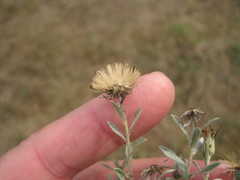 Heterotheca canescens