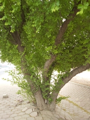 Ziziphus mauritiana