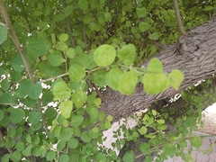 Ziziphus mauritiana