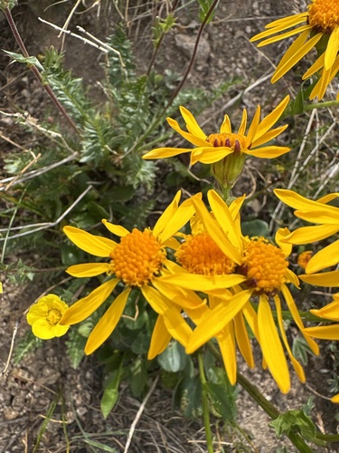 Splitleaf Groundsel (Packera dimorphophylla)