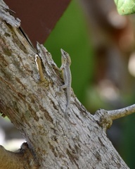 Anolis alayoni