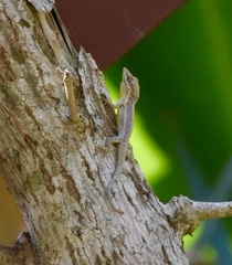 Anolis alayoni