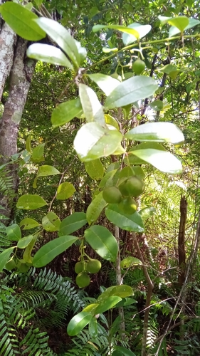 Physena madagascariensis image