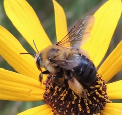 Melissodes dentiventris