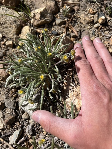 Granite Mousetail (Ivesia muirii)