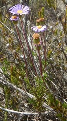 Olearia ciliata