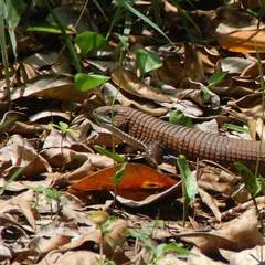 Broadleysaurus major