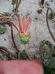 Arctotis breviscapa