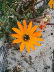 Arctotis breviscapa