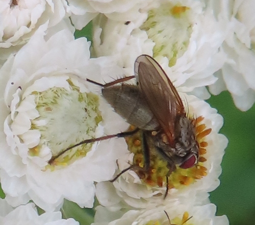Unknown species found near Idaho County, ID, USA