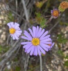 Olearia ciliata
