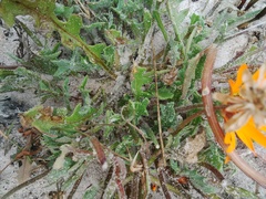 Arctotis breviscapa