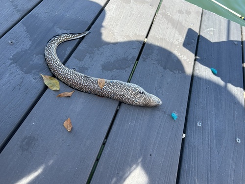 Blackedge moray (Gymnothorax nigromarginatus) — Muraenidae