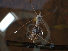 Limnogonus fossarum