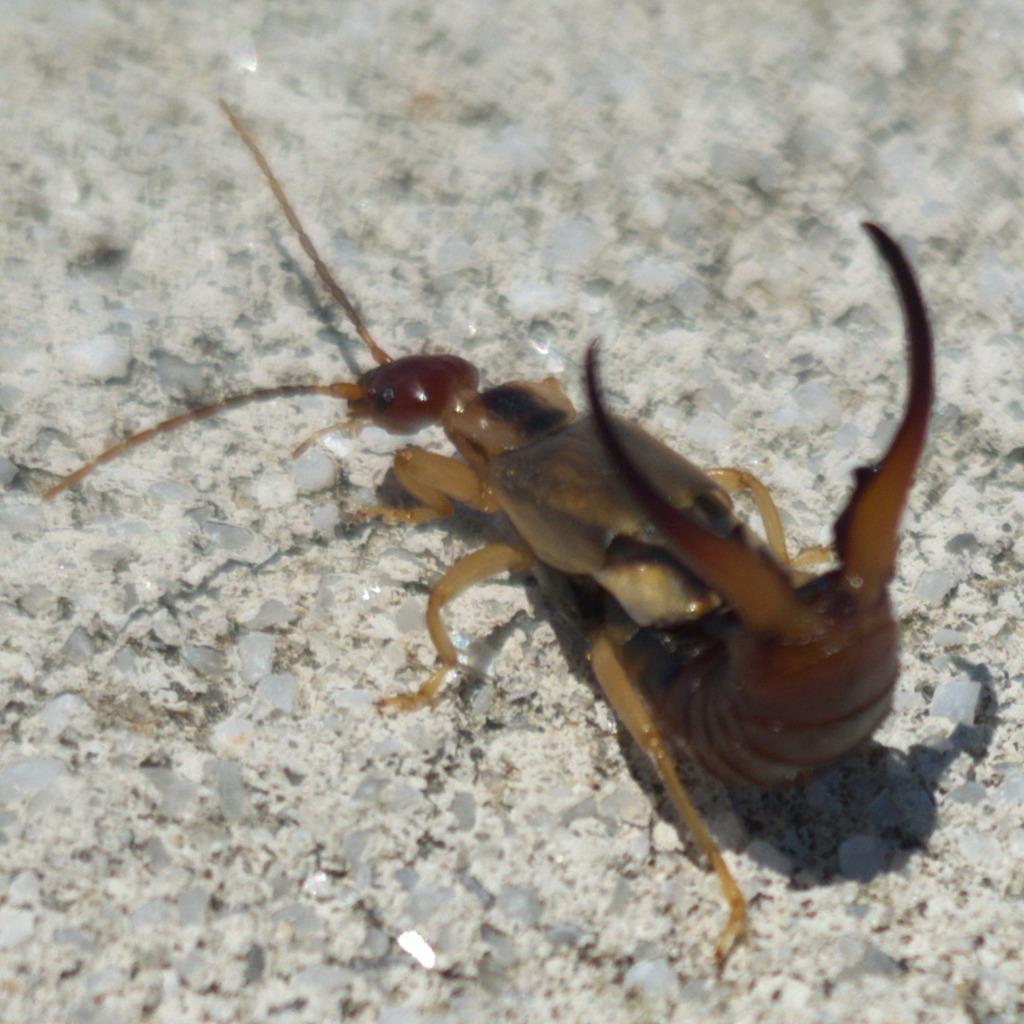 Western Earwig (Forficula dentata)