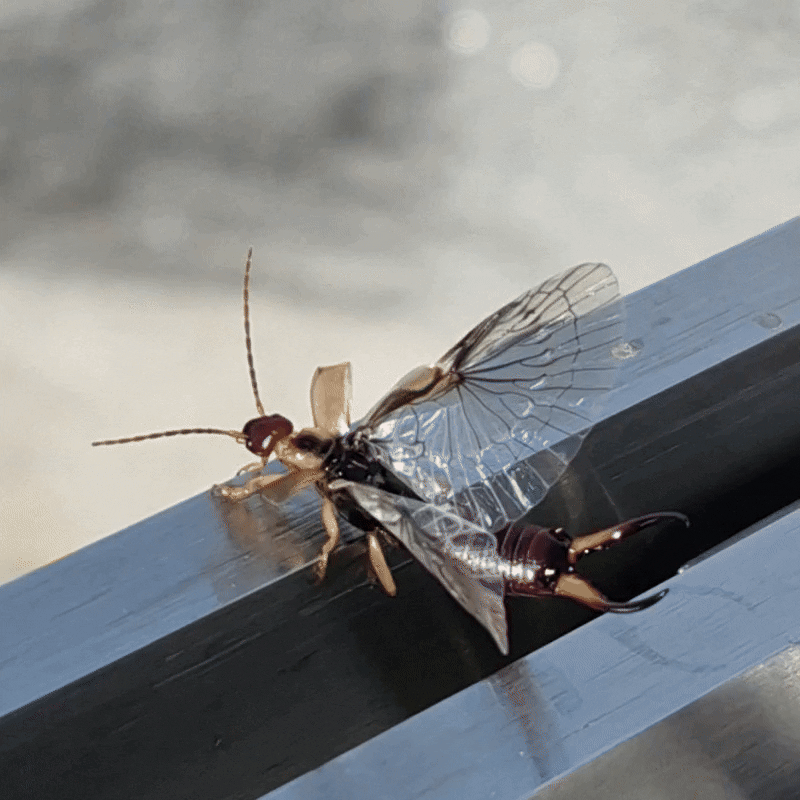 European earwig (Forficula auricularia)