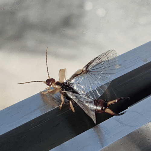 European earwig