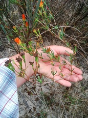 Lampranthus aurantiacus