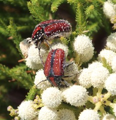 Trichostetha capensis capensis