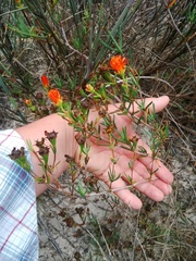 Lampranthus aurantiacus