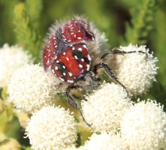 Trichostetha capensis capensis