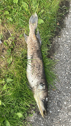 Northern Pike, Plaszoom, Rotterdam, South Holland, NL, photo 10 of 10