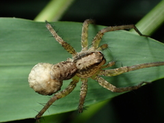 Pardosa laura