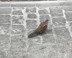 Streptopelia senegalensis