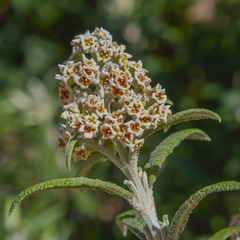 Buddleja loricata