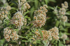 Buddleja loricata