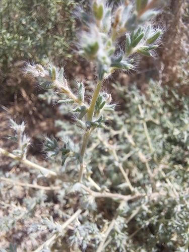 Halimocnemis mollissima