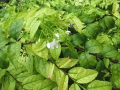 Wrightia religiosa