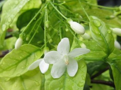 Wrightia religiosa