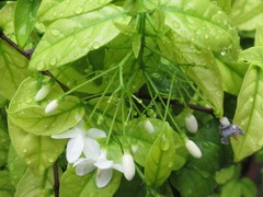 Wrightia religiosa