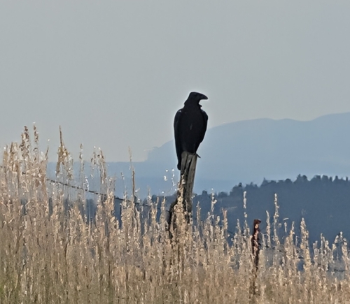 iNaturalist observation 2025-08-07