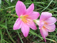Liliopsida