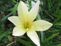 Liliopsida
