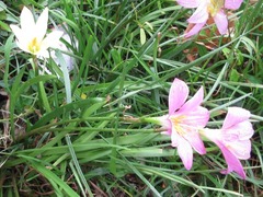 Liliopsida