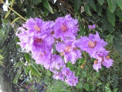 Lagerstroemia