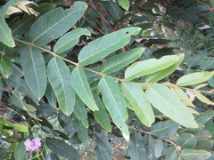 Lagerstroemia