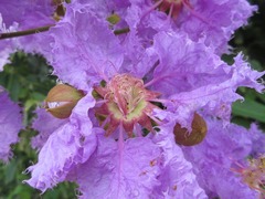 Lagerstroemia