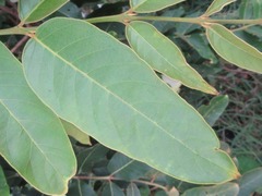 Lagerstroemia