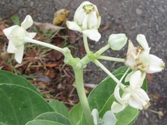 Calotropis gigantea