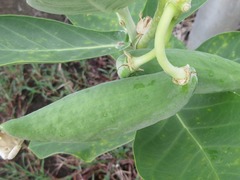 Calotropis gigantea