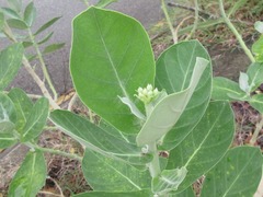 Calotropis gigantea