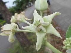 Calotropis gigantea