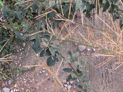 Macroptilium lathyroides