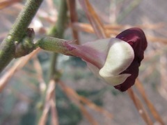 Macroptilium lathyroides